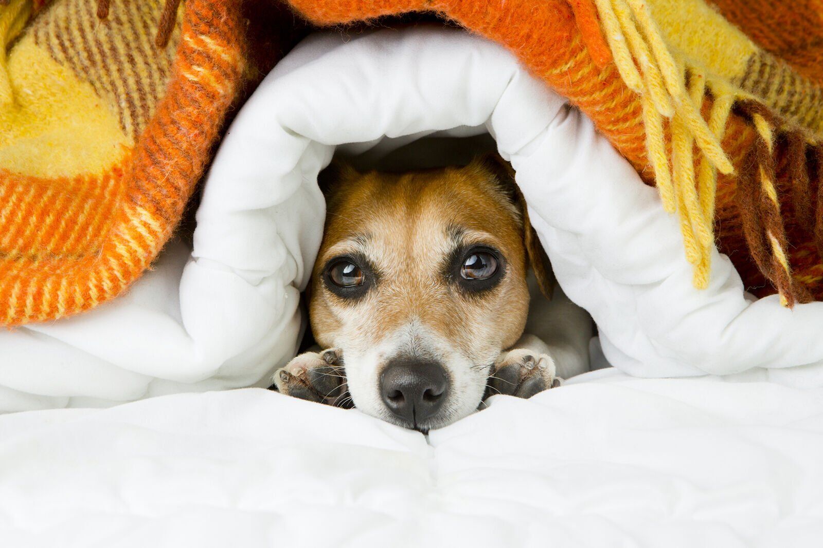 Frightened dog in storm
